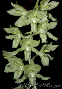  Clowesia russelliana.   .