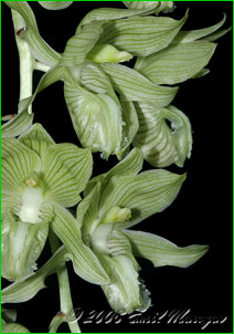  Clowesia russelliana,   .