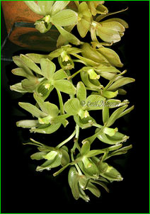  Clowesia thylaciochila,      