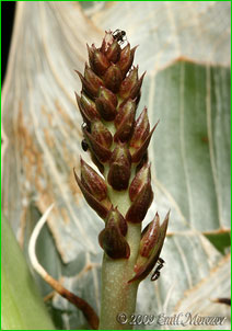  Clowesia thylaciochila,           